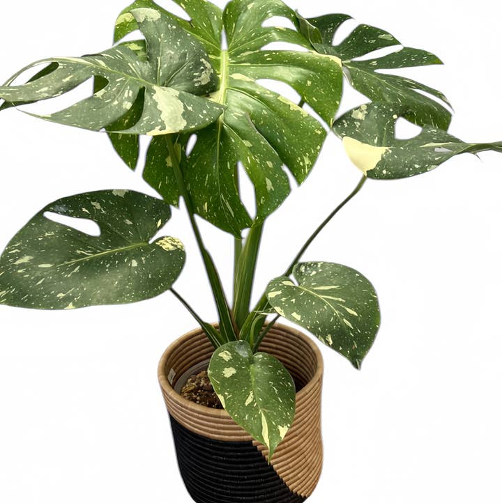 Plant Vault - Wholesale Live Plant - Monstera Thai Constellation