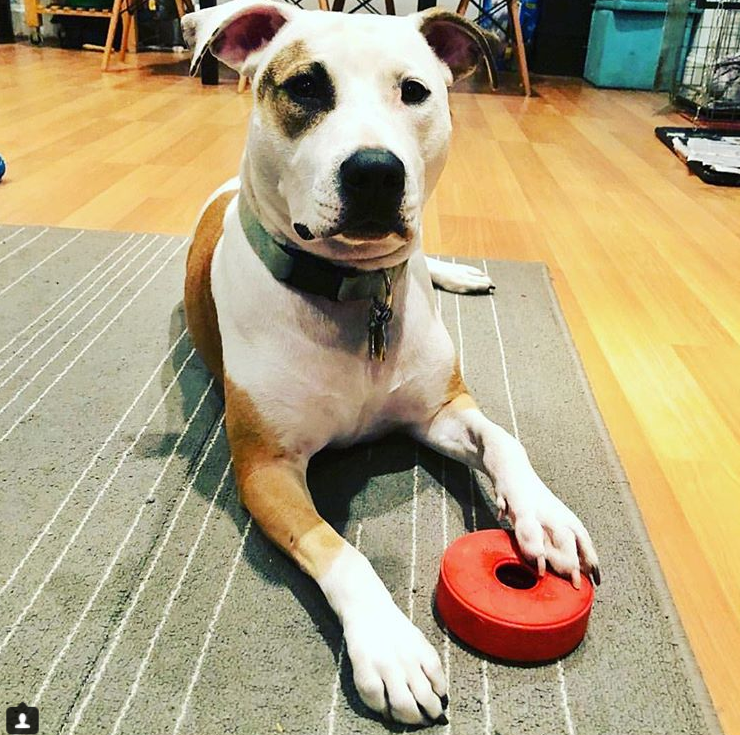 SodaPup Dog Toys – Engroshandel Tyggelegetøj til hunde - Hund – SP Life Saver - tyggelegetøj og godbidderdispenser - stor - rød1