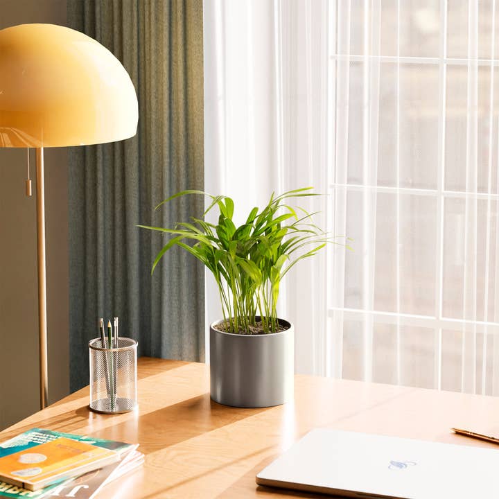 Lively Root - Wholesale Live Plant - Areca Palm Indoor Tree21