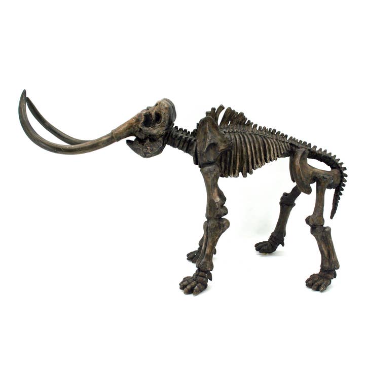Faux Prehistoric Elephant Dinosaur Fossil for wholesale by Modern World by Contrast Inc.