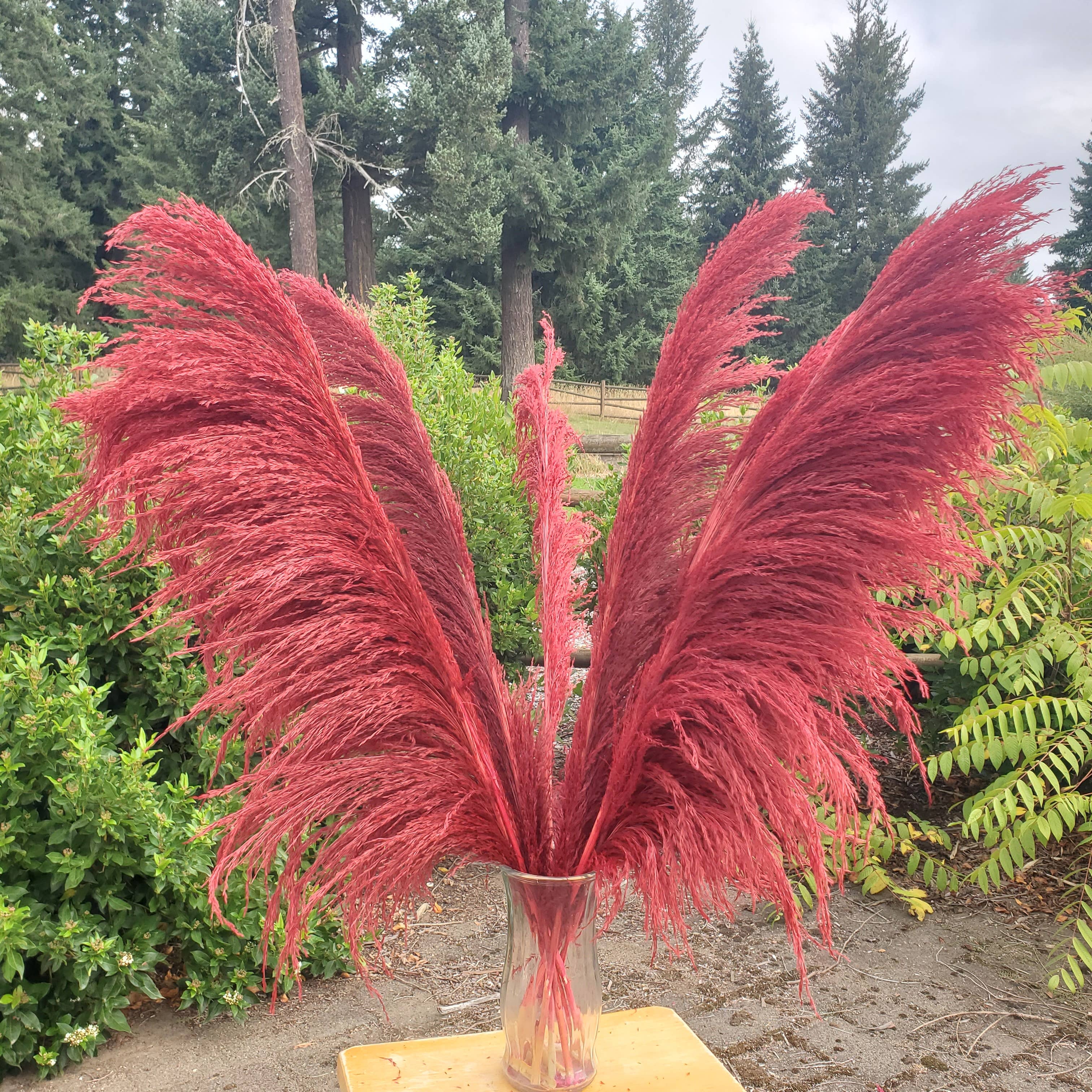 BLOOMINGFUL.COM - Wholesale Dried/Pressed Flowers - No-Shed Silky Large Pampas (3-4ft) - Deep Rust Red (706)0