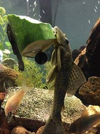 The Pleco Feeder - Wholesale Pet Food - Not Cat/Dog - The Pleco Feeder - CUSTOMER FAVORITE fish/aquarium/pet shops7