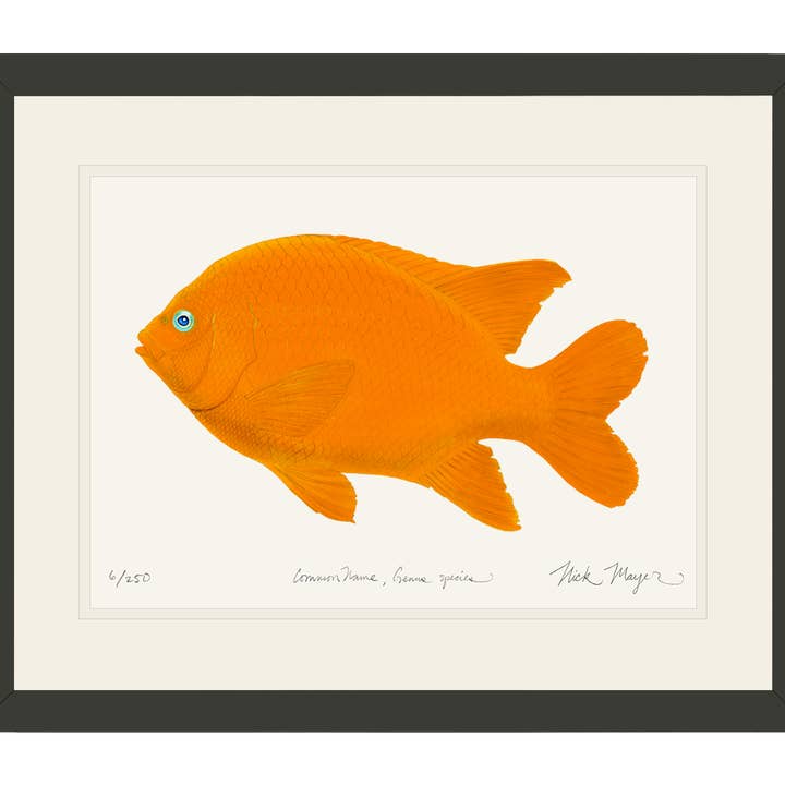 Garibaldi II Limitierte Edition Druck für den Großhandel von Nick Mayer Art