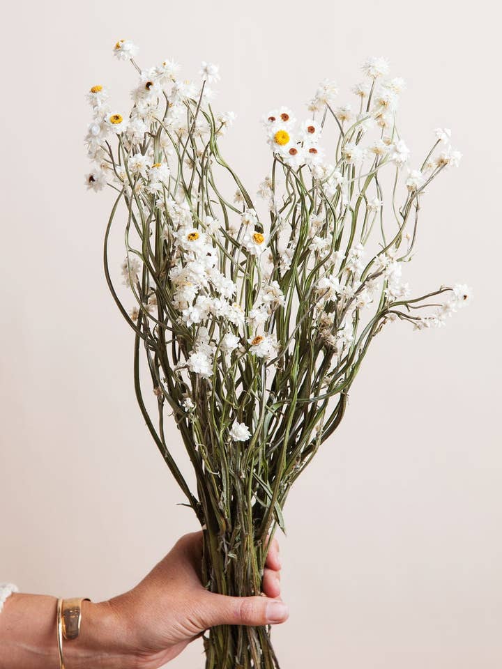 Gedroogde Ammobium Madeliefje voor wholesale door Idlewild Floral Co.