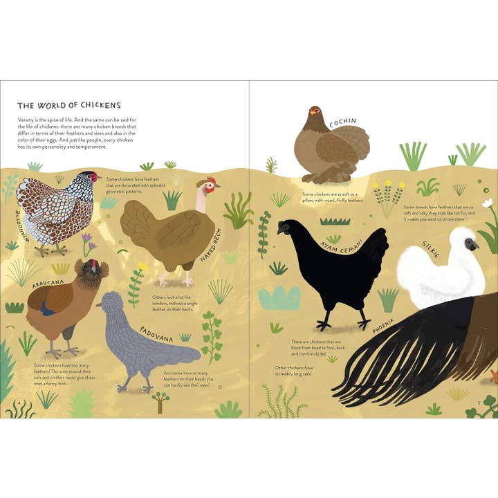 Chronicle Books - Wholesale Early Reader Book (6-8) - Chickenology2