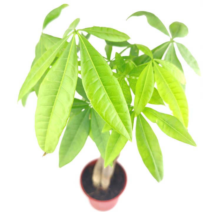 Best Plant Friend - Wholesale Live Plant - Braided Pachira Stump Money Tree - Feng Shui Plants 4in