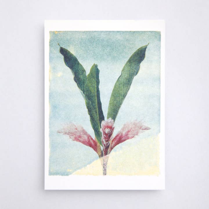 Cartolina fiore sconosciuto per la vendita all'ingrosso da parte di coga