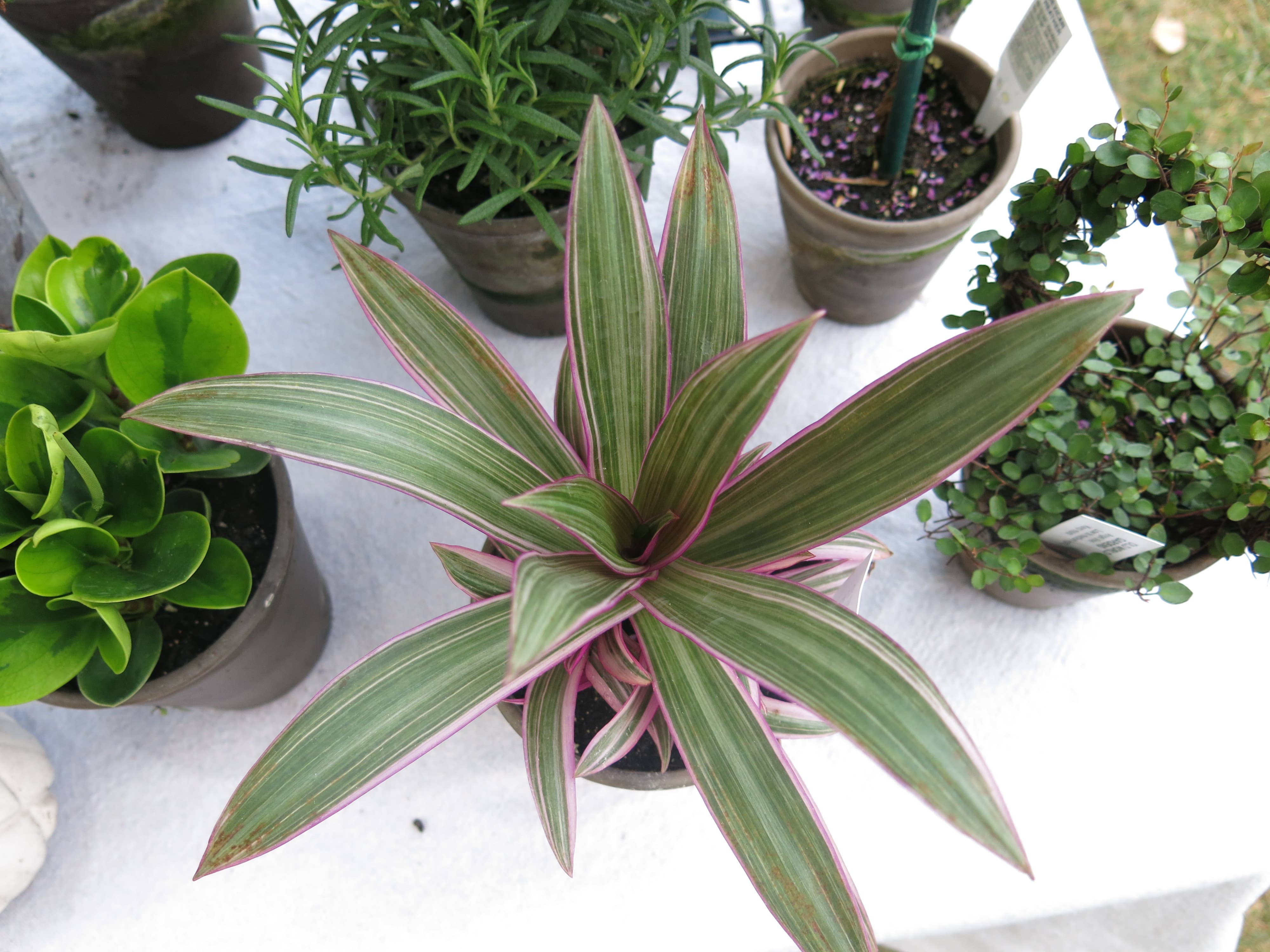 Sunrise Topiaries - Wholesale Live Plant - Live Tricolor "Moses in the Cradle" plant in 5 inch pot3