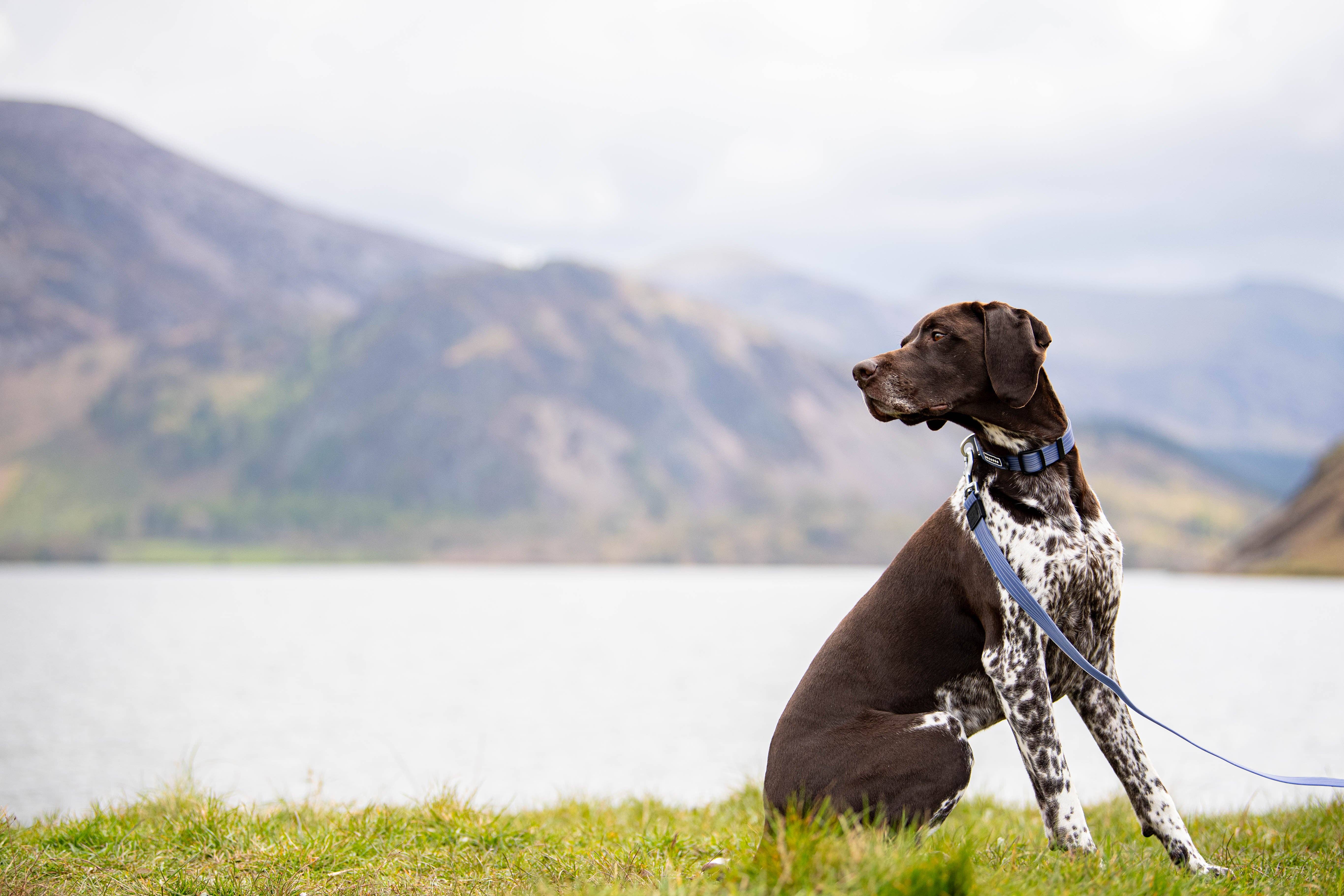 NEERDOG | Dog Harnesses | Dog Leads | Dog Collars | Coats – wholesale Pet leash – Dog – PVC Dog Lead | Waterproof Stink-Proofed Dog Lead - Blue2