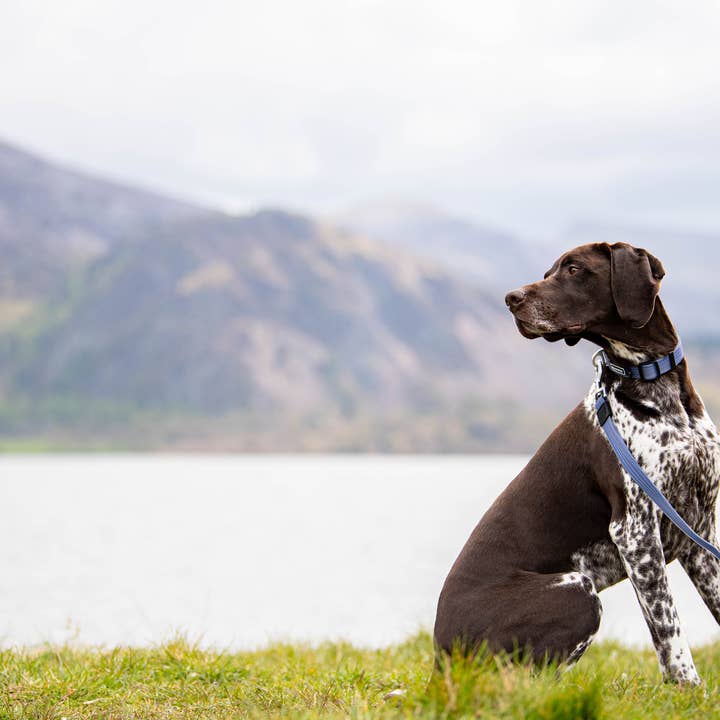 NEERDOG | Dog Harnesses | Dog Leads | Dog Collars | Coats – wholesale Pet leash – Dog – PVC Dog Lead | Waterproof Stink-Proofed Dog Lead - Blue2