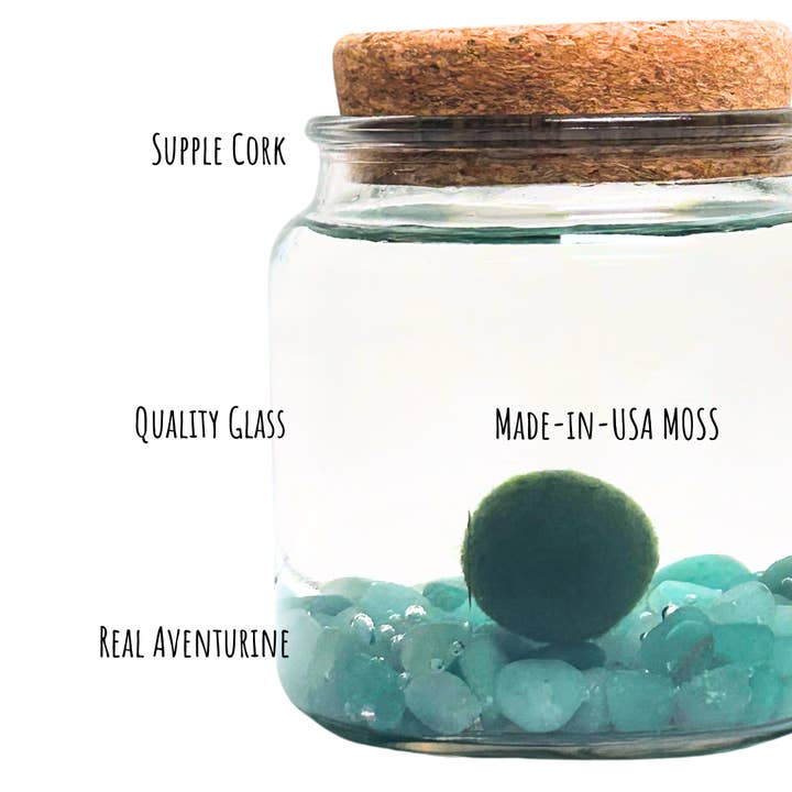 Moss Amigos | Moss Ball Terrariums - Wholesale Live Plant - Large Marimo Moss Ball with Aventurine Gemstones