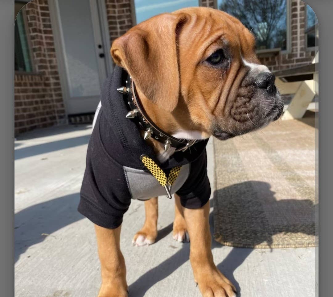 Axesoria West - Wholesale Pet Collar - Dog - Genuine Distressed Leather Dog Collar with stud and Spike2