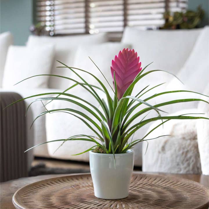 Oasis of Life - Wholesale Live plant - Tillandsia Cyanea 'Pastel' – 3 plants in ceramic pot Ø7cm – Height 20–30cm – Exotic houseplants with pink flowers – Easy-care air-purifying bromeliads for home & office4
