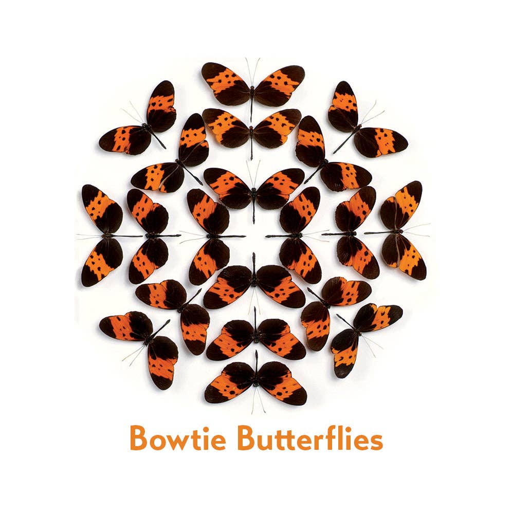 Pomegranate - Wholesale Brain Game - Kids - Christopher Marley’s Incredible Insects Memory Game1