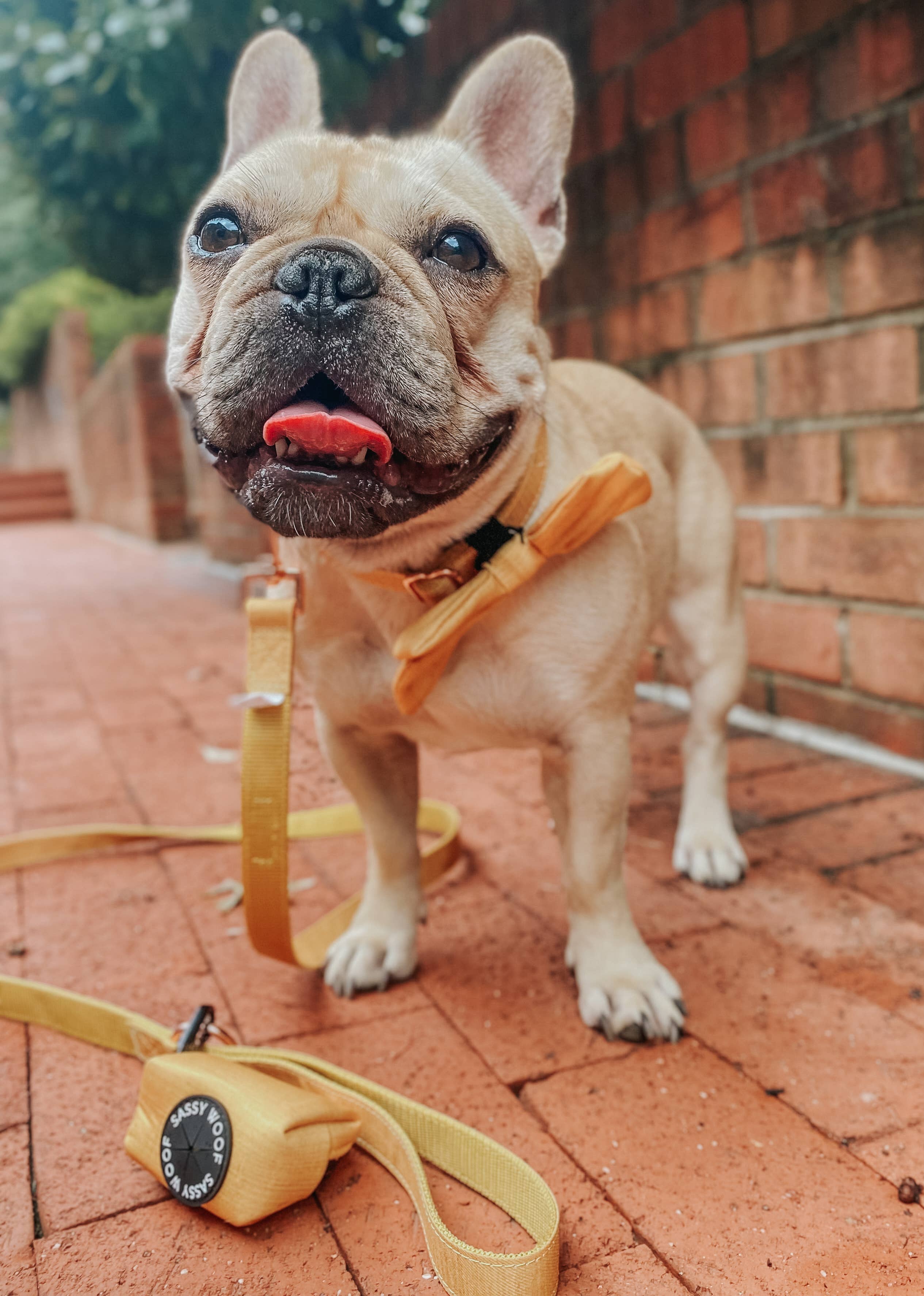 SASSY WOOF - Wholesale Pet Poop Bag Dispenser - Dog Waste Bag Holder - Sunflower Fields 2