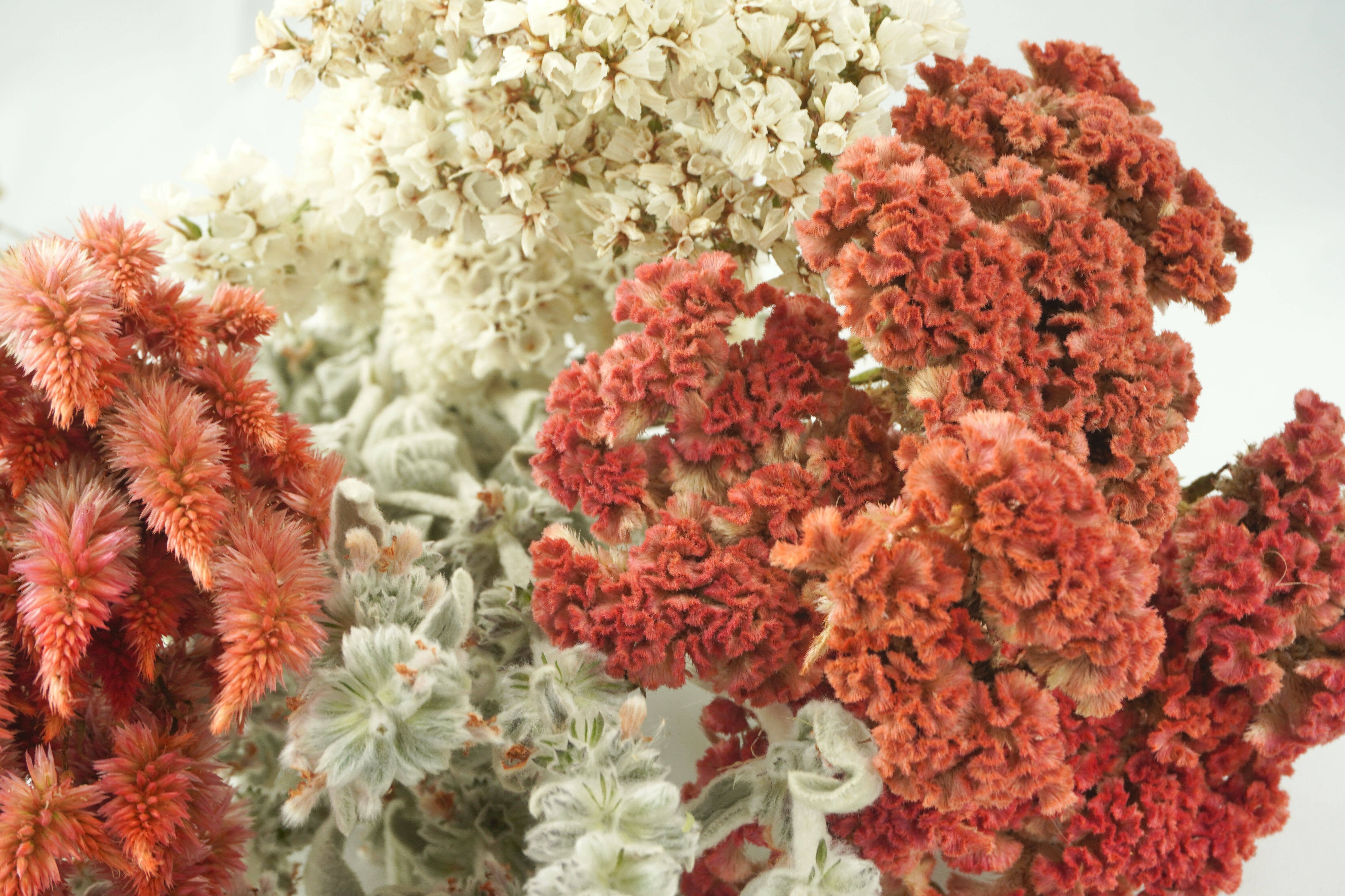 Fence Post Florals - Wholesale Dried/Pressed Flowers - Celosia-Crested -Jura Salmon3