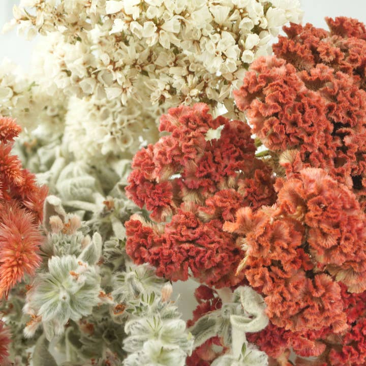 Fence Post Florals - Wholesale Dried/Pressed Flowers - Celosia-Crested -Jura Salmon3