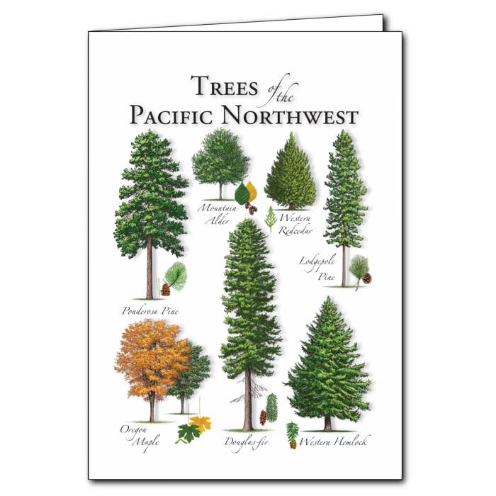 Trees of the Pacific Northwest for wholesale by Earth Sky + Water