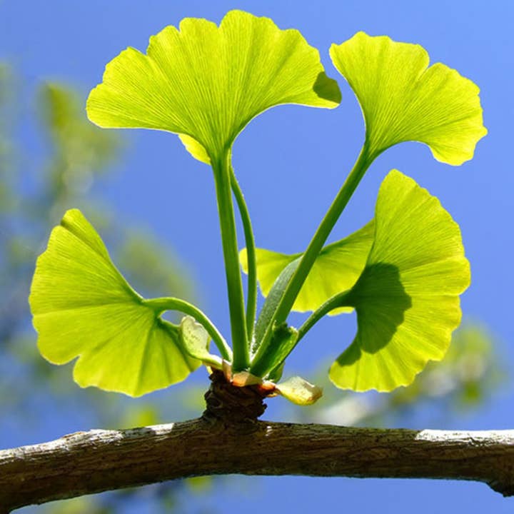 Herb To Body – wholesale Örter – Ginkgo Bladpulver 4oz