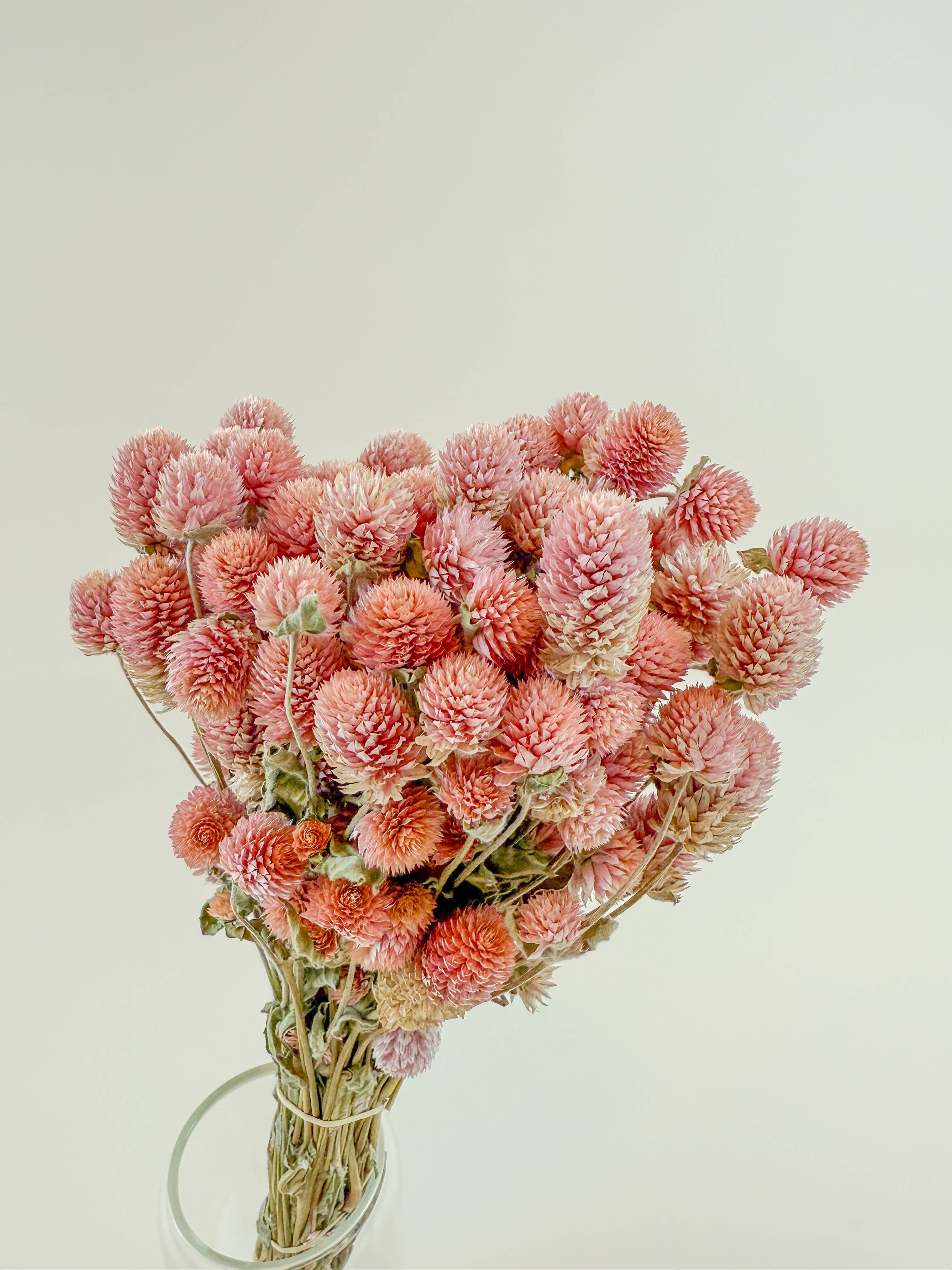 Lovejoy Farms Premium Dried Flowers - Wholesale Dried/Pressed Flowers - Rose Pink Globe Amaranth - Naturally Dried Flowers2
