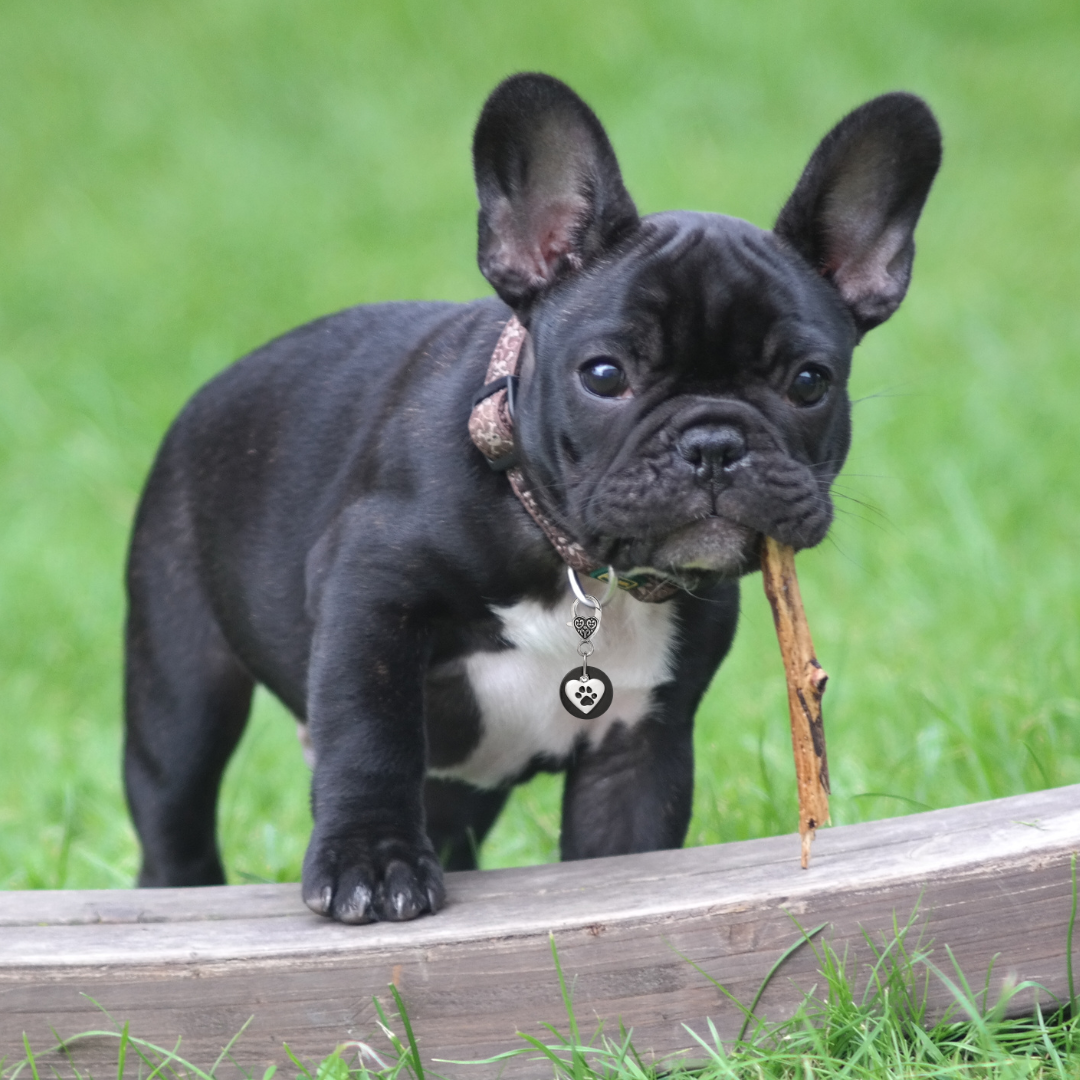 Karelia Creations - Wholesale Pet Collar Charm - Cat/Dog - Shungite Pet Collar Charm for Dogs and Cats (Small/Medium)1