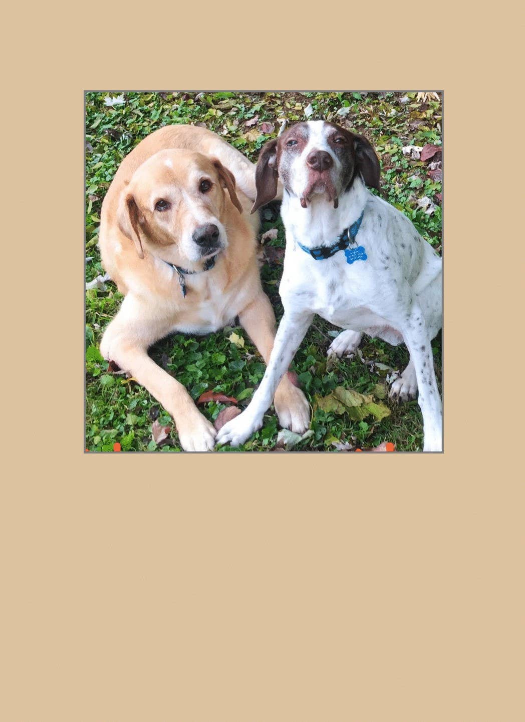 1216 Trading Company - Wholesale Everyday Greeting Card - Paw Talk Greeting Card - Just For Fun - 040241