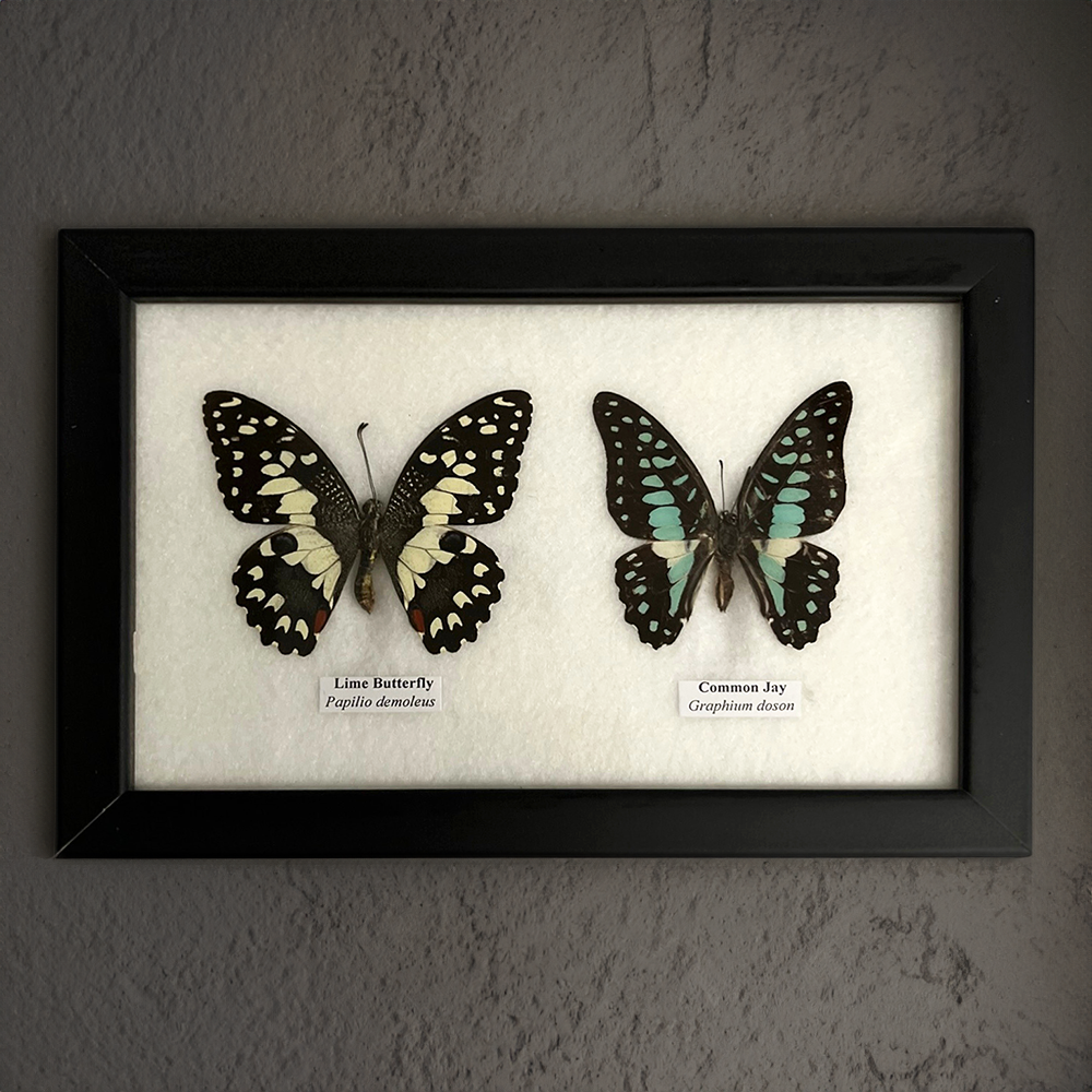 VIE – wholesale Wall Accent – Butterfly Mounted Under Glass, Assorted23