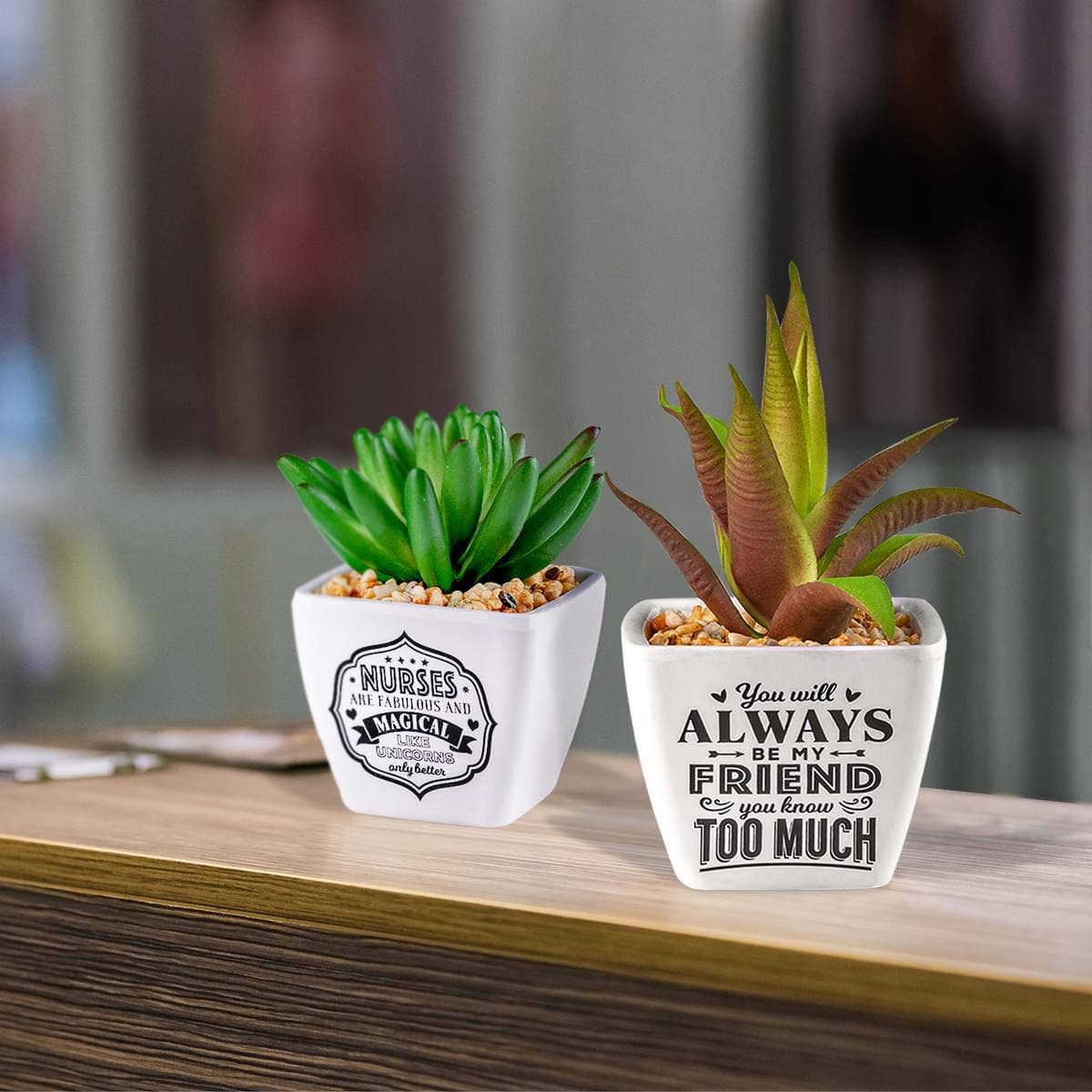 The H&H Group - Wholesale Succulent - Sentiment Succulents Counter Display & Stock - Sentiments2