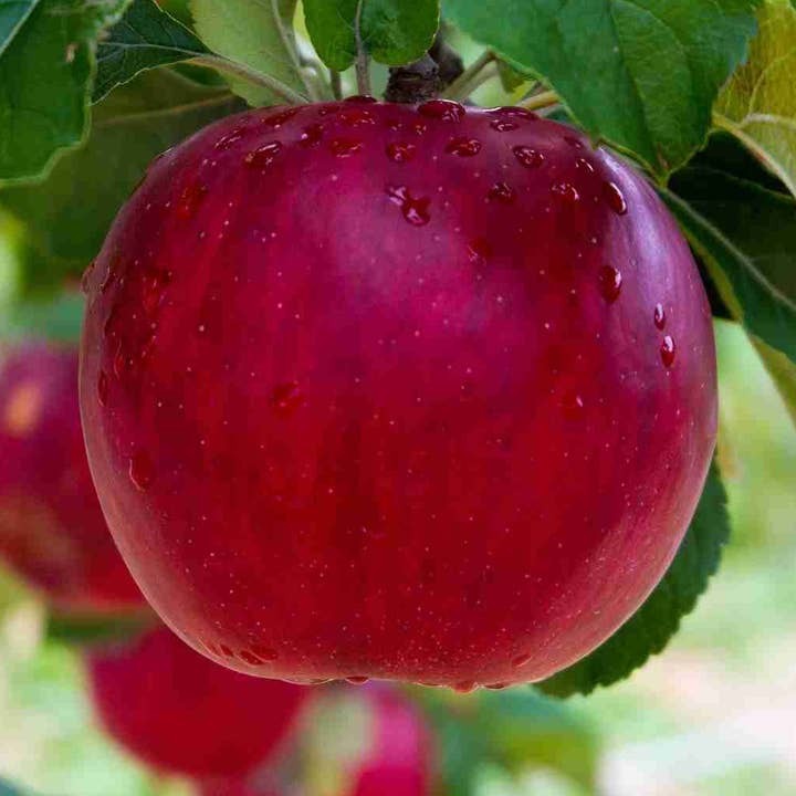 Red Delicious Apple Scented Candle 12oz for wholesale by Upscale Bitch LLC