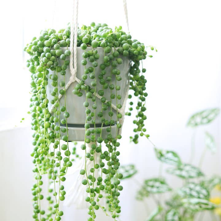 Best Plant Friend - Wholesale Succulent - String Of Pearls Succulent Plant 2/4/6 inch Grower Pot2