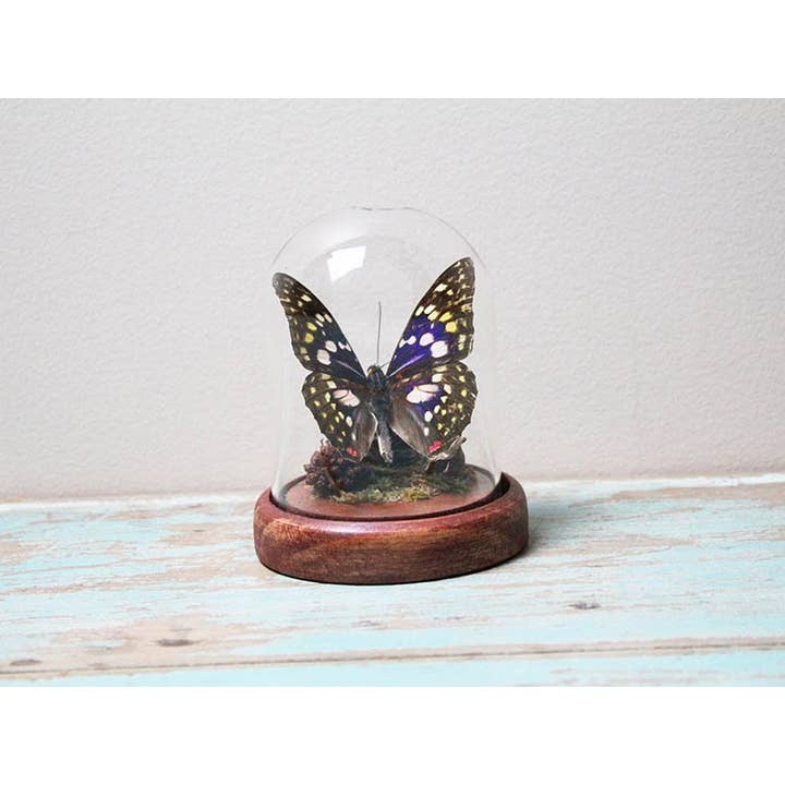 Newman Art Designs - Wholesale Decorative Tabletop Object - Japanese emperor butterfly in a dome