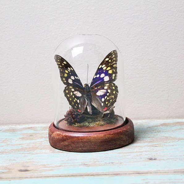 Japanese emperor butterfly in a dome for wholesale by Newman Art Designs