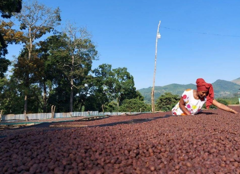 Red Rooster Coffee Roaster - Wholesale Coffee Beans - Ethiopia Worka Sakaro Anaerobic Natural Light Roast Coffee9