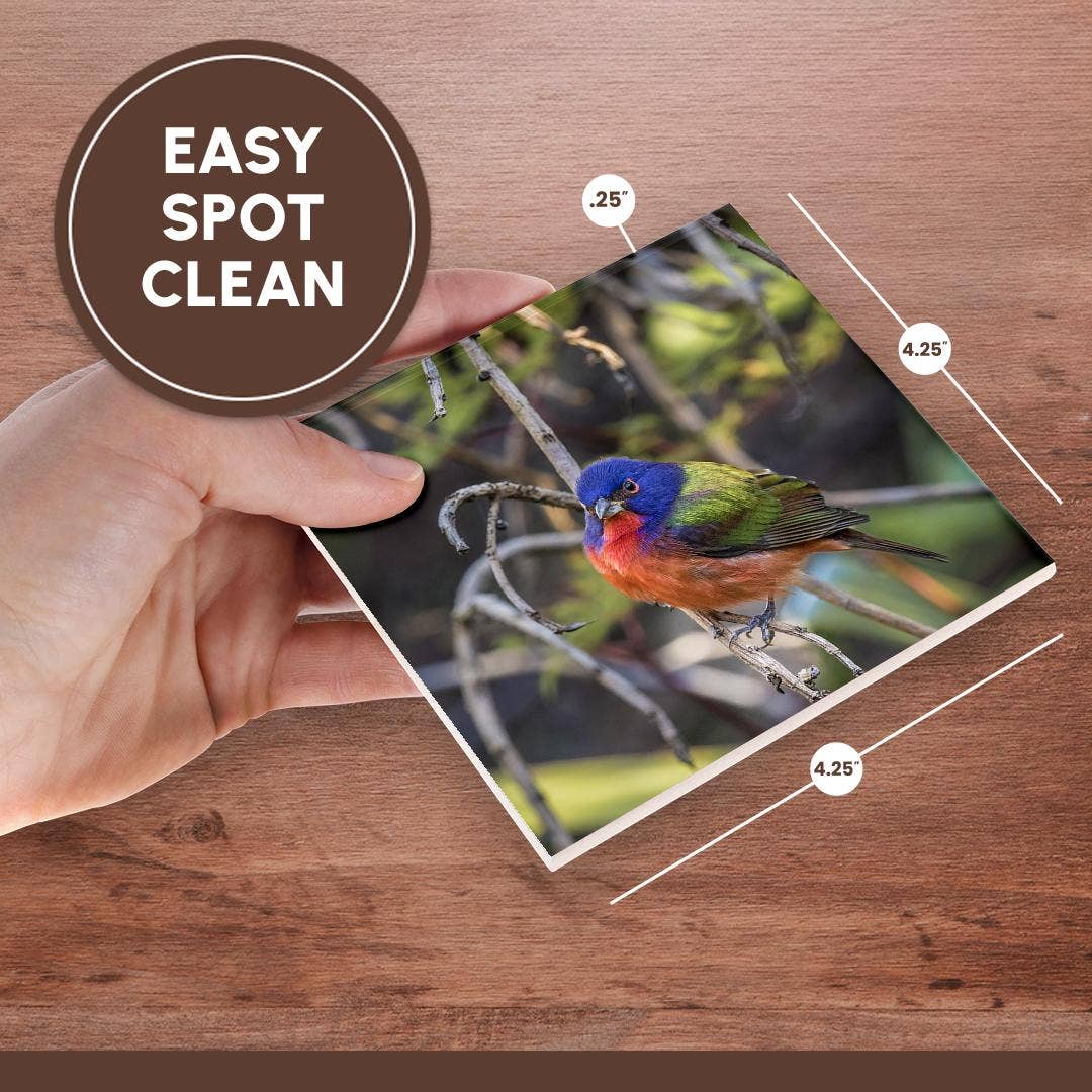 3dRose - Wholesale Coasters - 3dRose, A beautiful male painted bunting., Coaster6