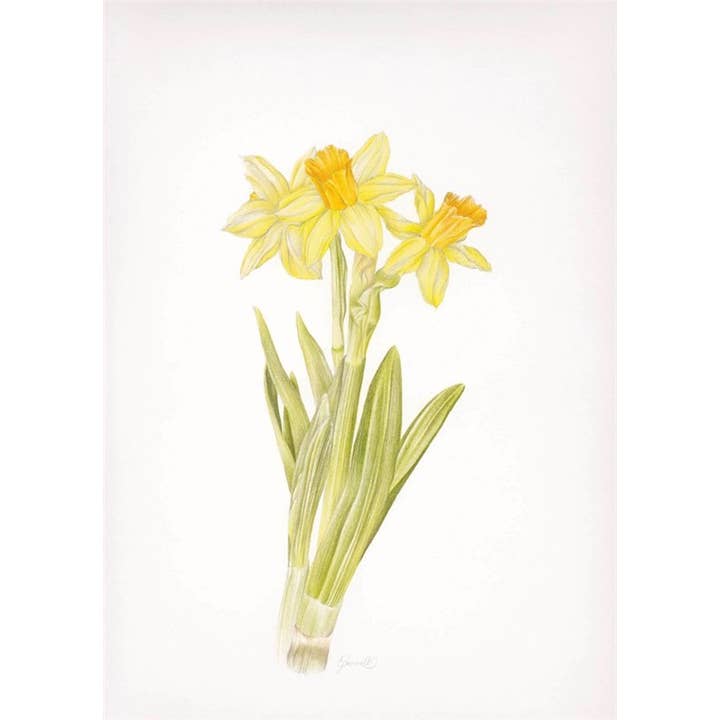 Tarjeta de Felicitación Trío de Narcisos para venta al por mayor de Natural Partners Limited