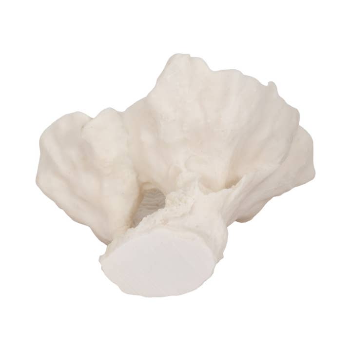 Sagebrook Home - Wholesale Decorative Figurine - Decorative Figurine - Ivory Resin Coastal Coral Fan, 12 in.9