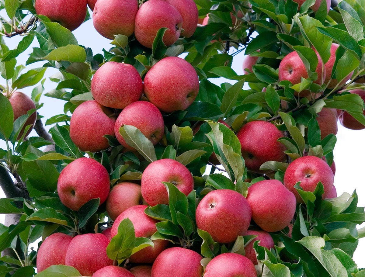 Azienda Agricola Miglioretti - Wholesale Fruit Juice - 1lt Organic Apple Juice made in Italy ideal for picnics2