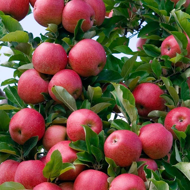 Azienda Agricola Miglioretti - Wholesale Fruit juice - Organic Apple Juice 200ml made in Italy ideal for picnics3