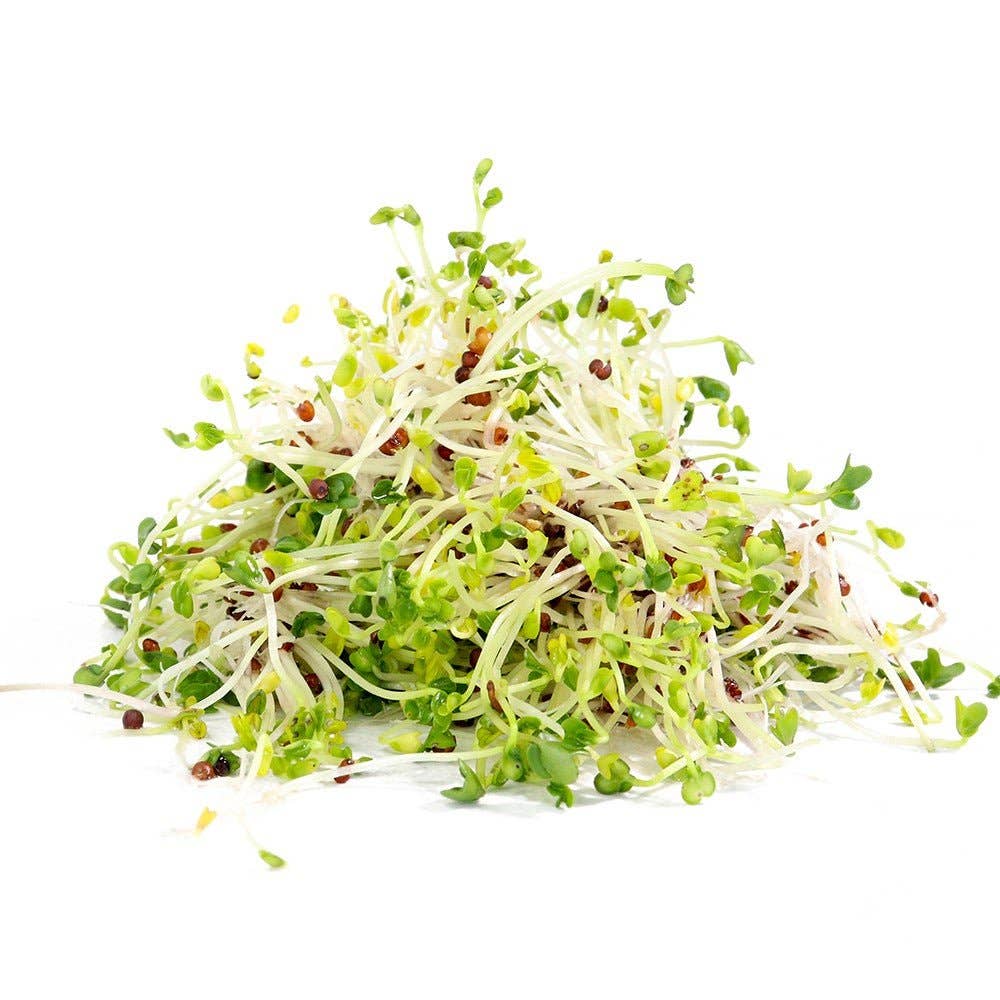 Sproutman - Vente Graines de plantes - Graines biologiques de brocoli pour germination5