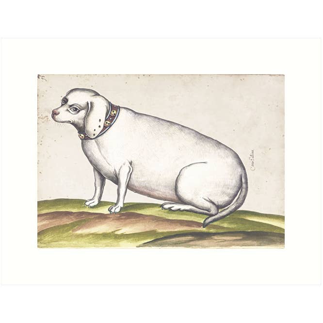Old Dog | Blank Greeting Card for wholesale by Lucca Paperworks