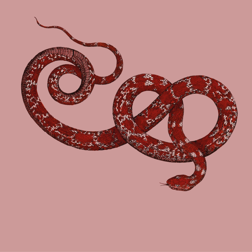 Kapris - Wholesale Temporary Tattoo - Tatouages temporaires - WILD RED18