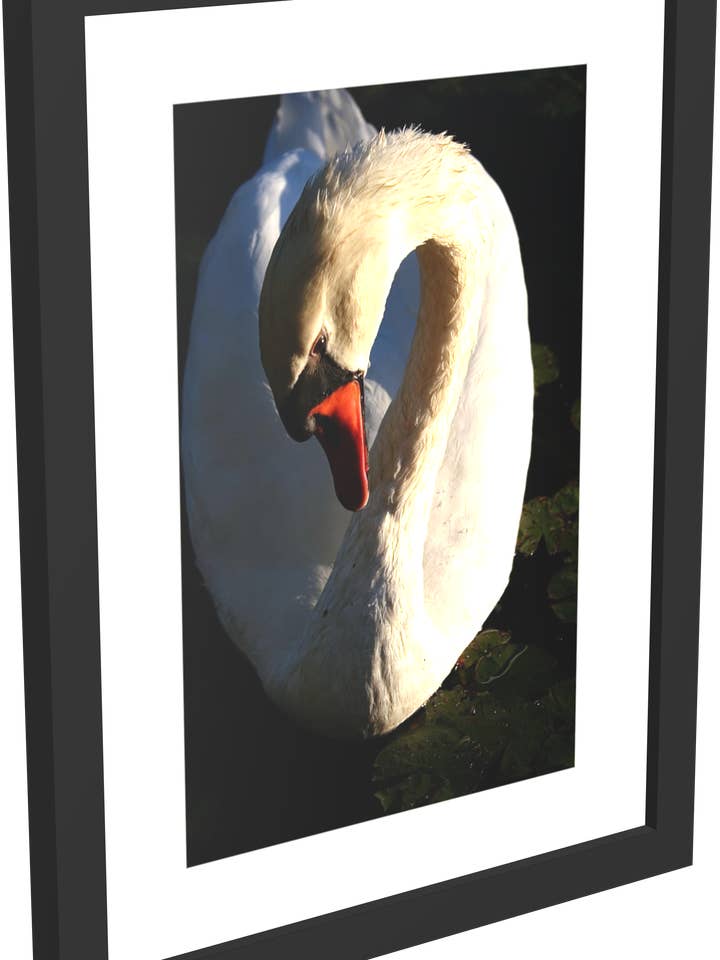 Impression encadrée avec photo de Swan Bird pour la vente par Tony Westbrook Studios