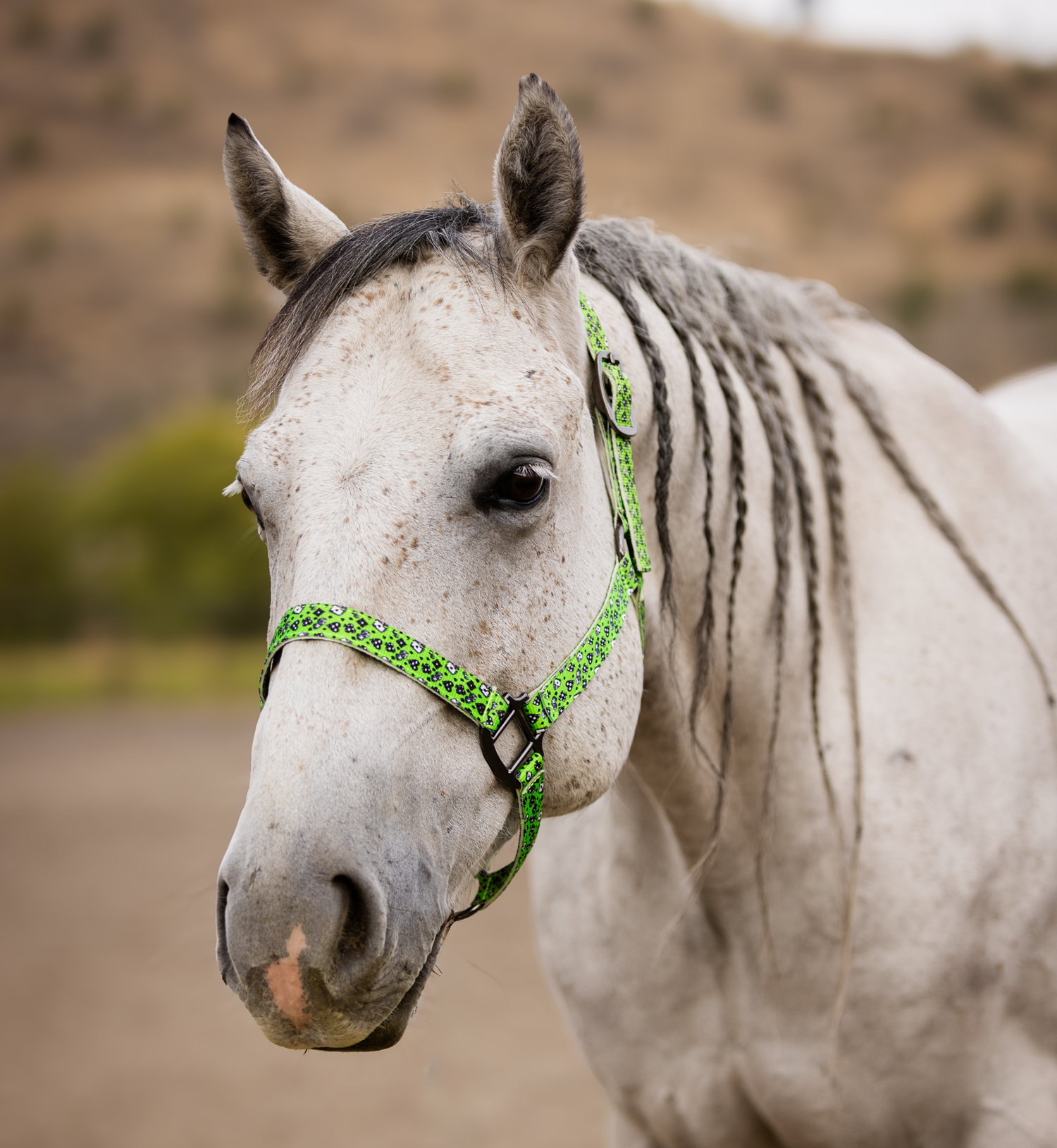 Schulz Equine - Wholesale Horseback Riding Gear - Nylon Halter - Horse Size27