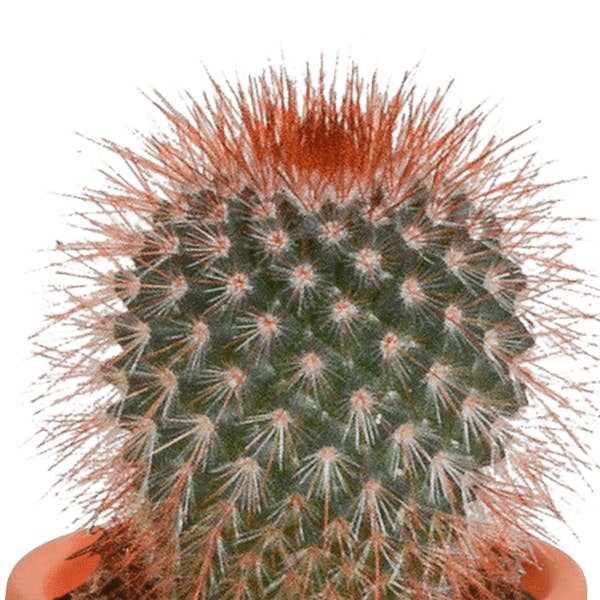 Oasis of Life - Wholesale Succulent - Cacti and Succulents Mix – 15 Plants – Ø5.5cm Houseplants – Various Species like Cereus, Echeveria, Haworthia & Crassula – Easy-care Mini Plants for Decoration, Office & Home7
