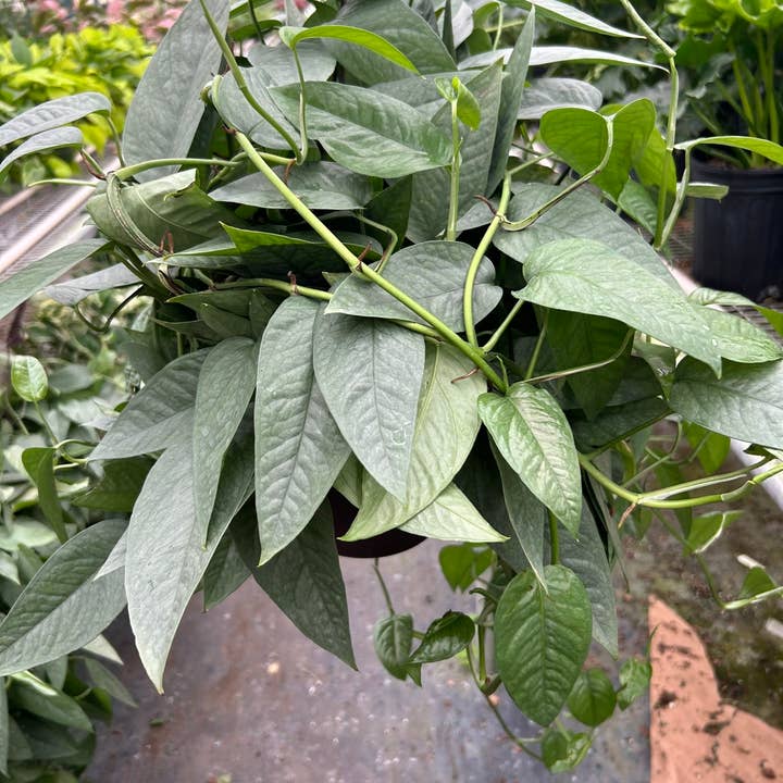 Pothos 'Cebu Blue' - 8" Pot for wholesale by House Plant Wholesale
