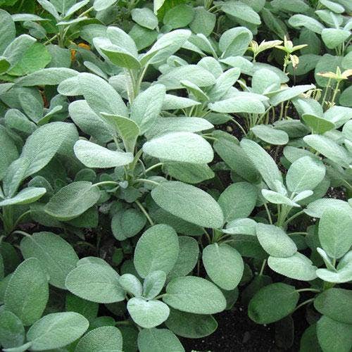 Sow True Seed - Wholesale Plant Seeds - Sage Seeds - Broad Leaf Culinary3