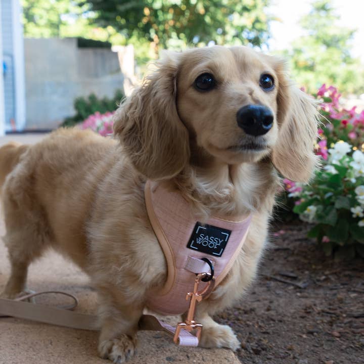SASSY WOOF - Wholesale Pet Harness - Dog - Dog Adjustable Harness - Pinot6