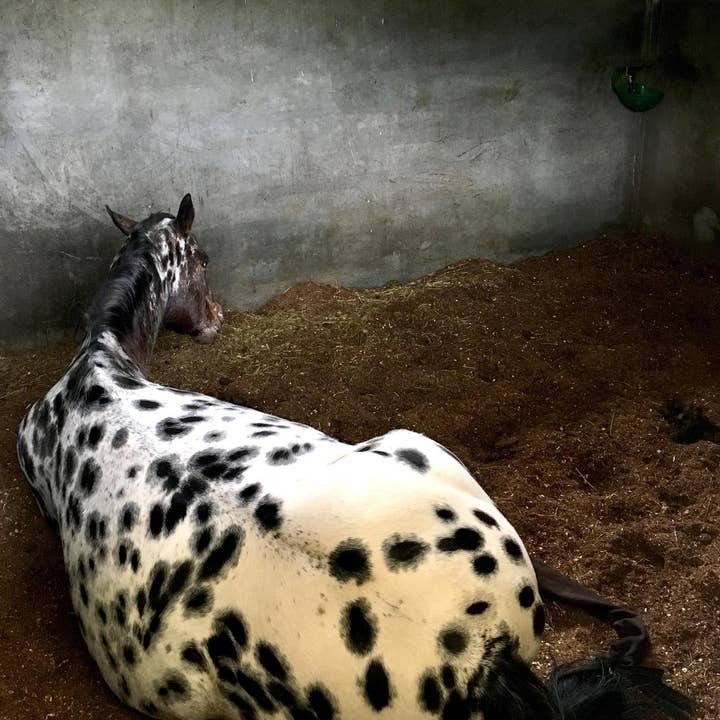 Natural Products Ecojass sl - Wholesale Pet Bed - Cat/Dog - Compact Sandbed by Ecojass6