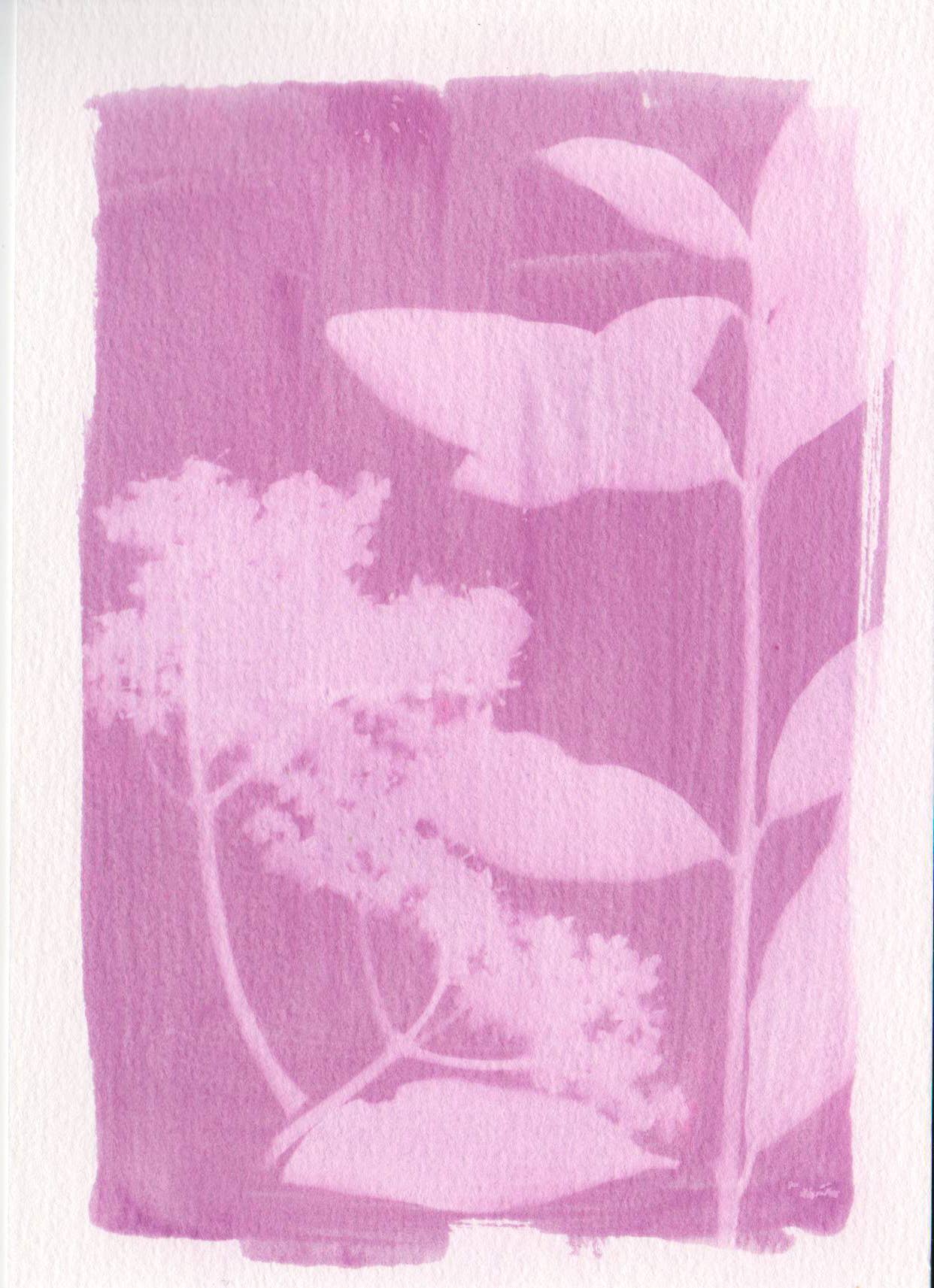 L'Atelier des Epatants - Venta al por mayor Kit de manualidades - Kit mini rosatype: como el cianotipo pero en rosa5