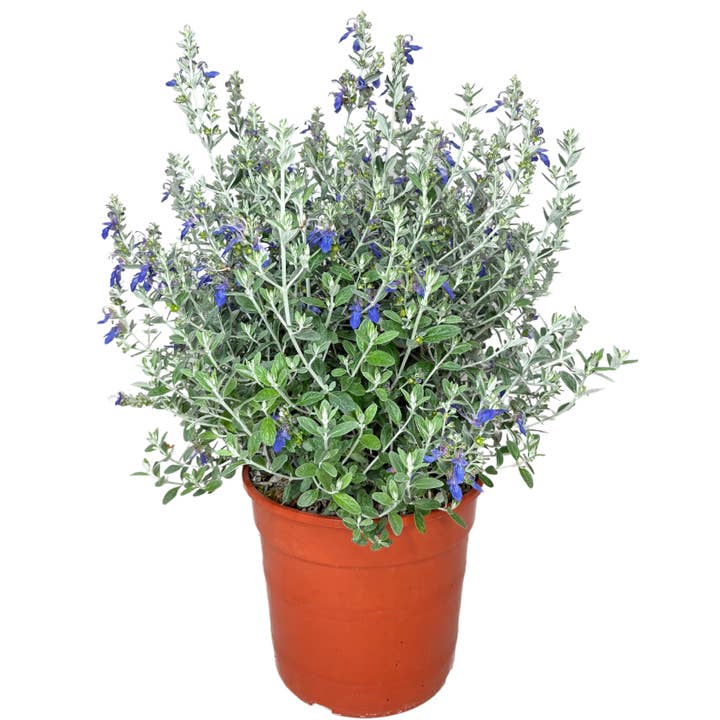 I Giardini Di Giulia - Venta al por mayor Plantas naturales - Teucrium Azureum D. 24 CM H. 60 CM